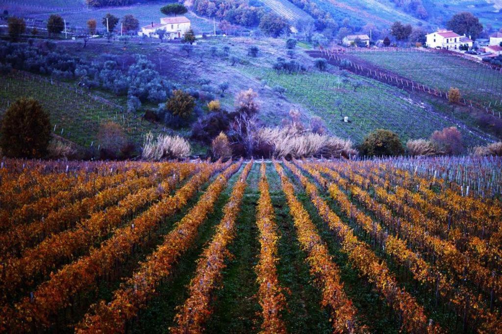 Agriturismo Cantina Morone Guardia Sanframondi Zewnętrze zdjęcie
